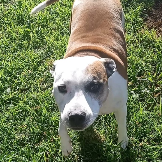 Buster staffy lost 3 march 2023